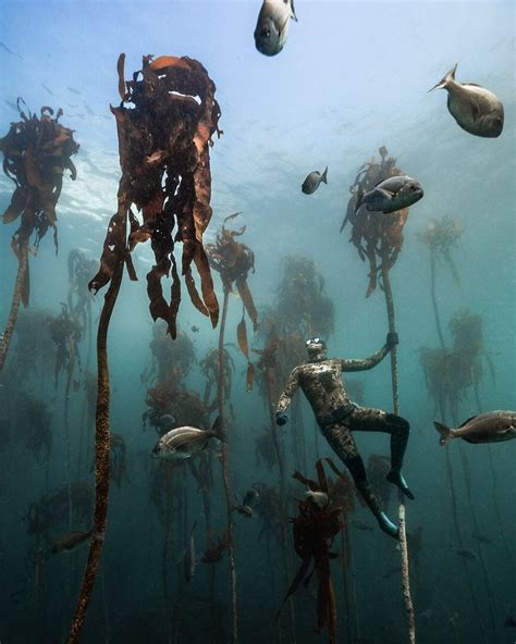 Playa guiones magical kelp